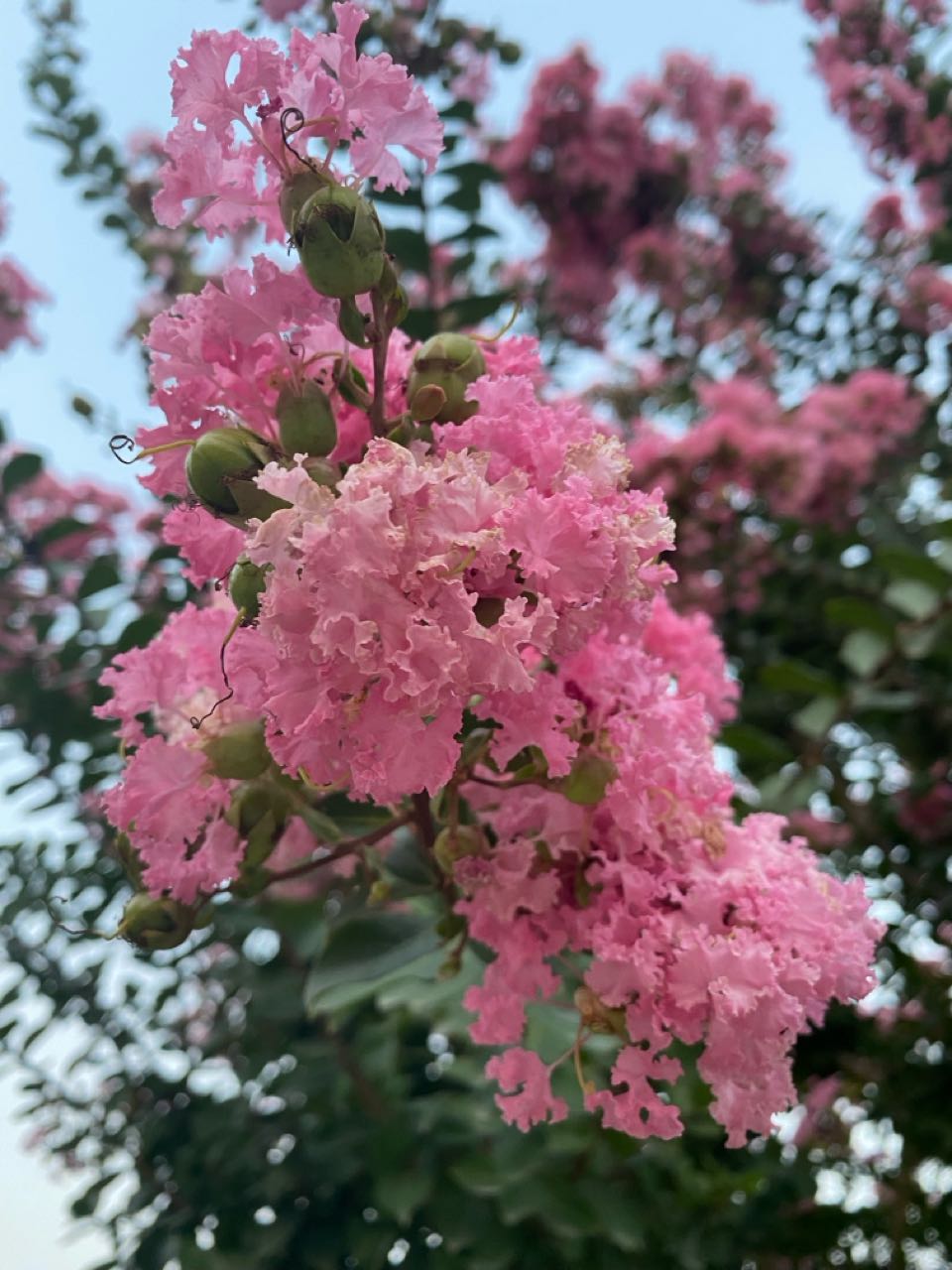 七嘴八舌